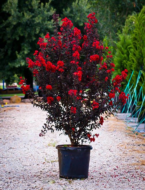 Red Black Diamond Crape Myrtle Tree