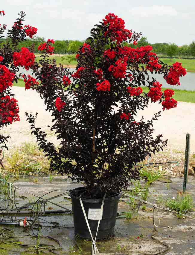 Red Black Diamond Crape Myrtle Tree