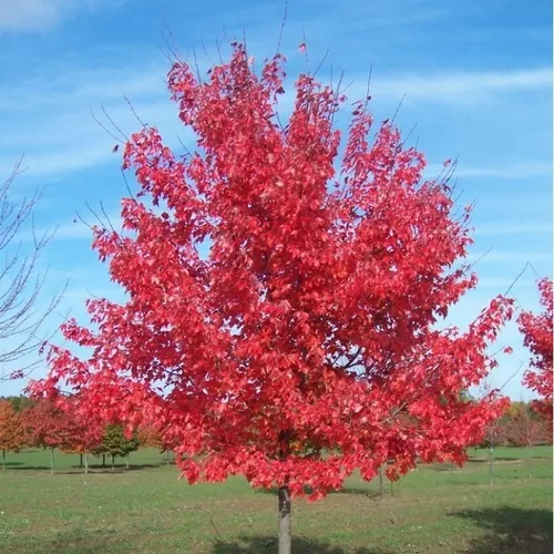 Maple Rubra Americano