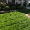 Semilla Pasto Festuca