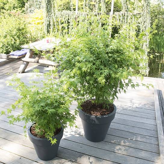 Acer Rojo Palmatum (Maple Japonés)