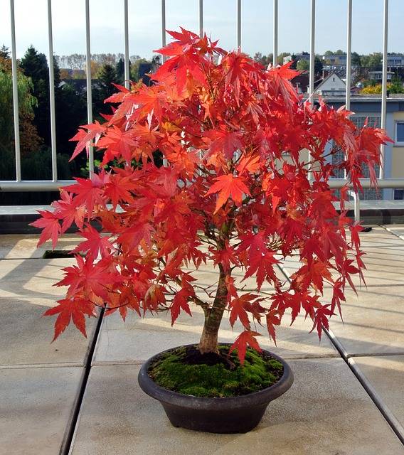 Acer Rojo Palmatum (Maple Japonés)