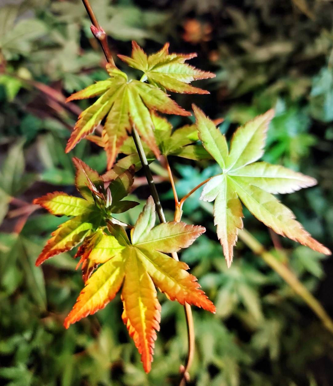 Acer Rojo Palmatum (Maple Japonés)