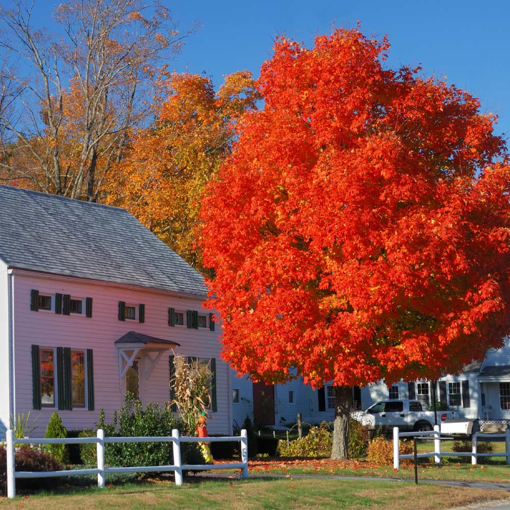 Maple Autumn Blaze