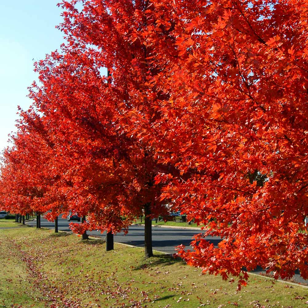 Maple Autumn Blaze