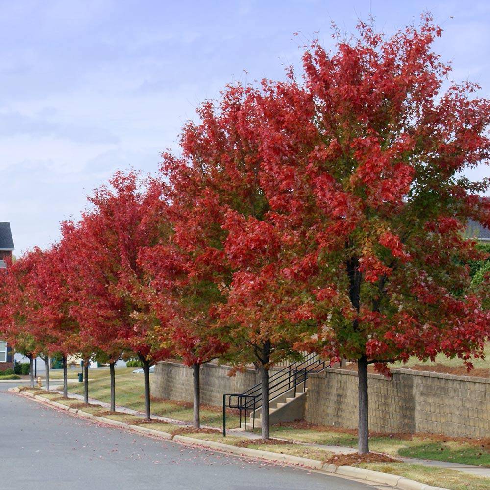 Maple Autumn Blaze