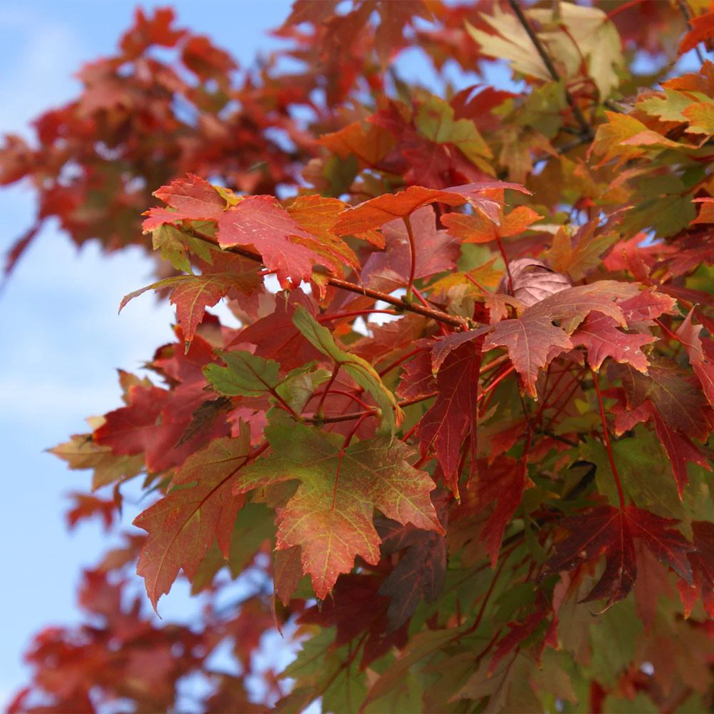 Maple Autumn Blaze