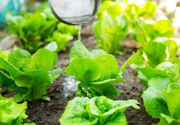 Aminoácidos - Proteínas Vegetal