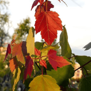 Árbol Maple Summer Red (Acer rubrum) con follaje rojo brillante durante todo el año – Plakarq Shop