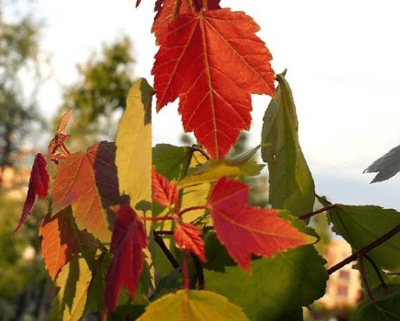 Árbol Maple Summer Red (Acer rubrum) con follaje rojo brillante durante todo el año – Plakarq Shop