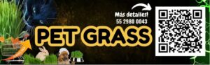 Pet grass pasto de trigo pachuca plakarq