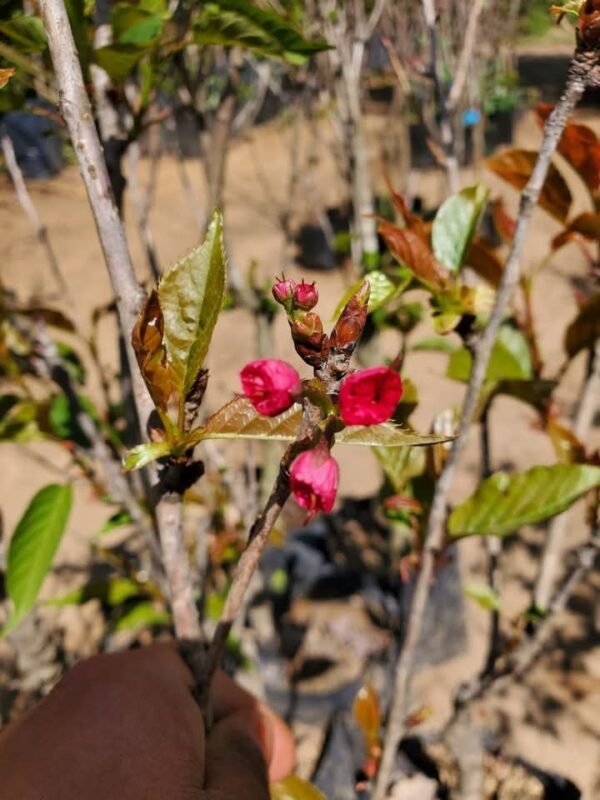 Combo Sakura Kanzan + Shogetsu • Rosa y Blanco + Envío Seguro - Imagen 4