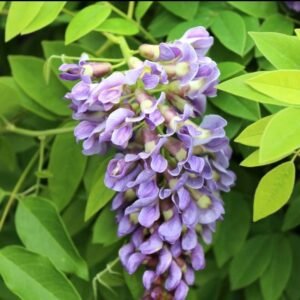 Combo Wisteria Sinensis Blanca + Morada • Enredaderas Florales • Envío Seguro