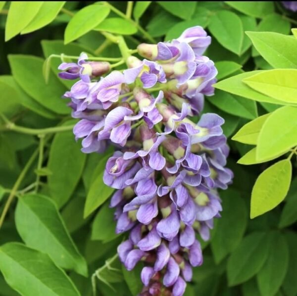 Combo Wisteria Sinensis Blanca + Morada • Enredaderas Florales • Envío Seguro