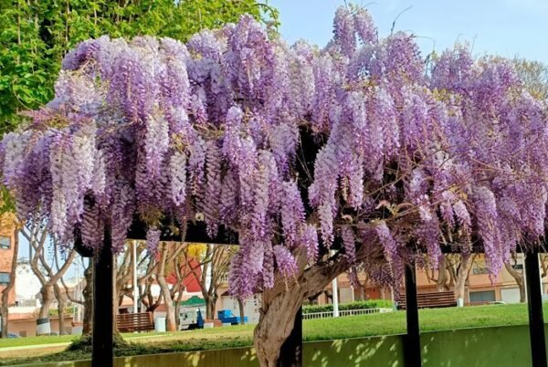 vivero árboles exóticos