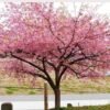 CEREZO SAKURA KANZAN VENTA MÉXICO ENVIO GRATIS