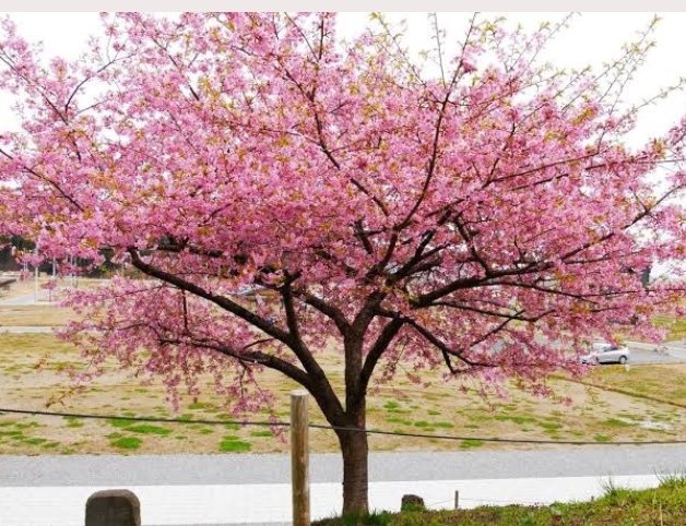 CEREZO SAKURA KANZAN VENTA MÉXICO ENVIO GRATIS