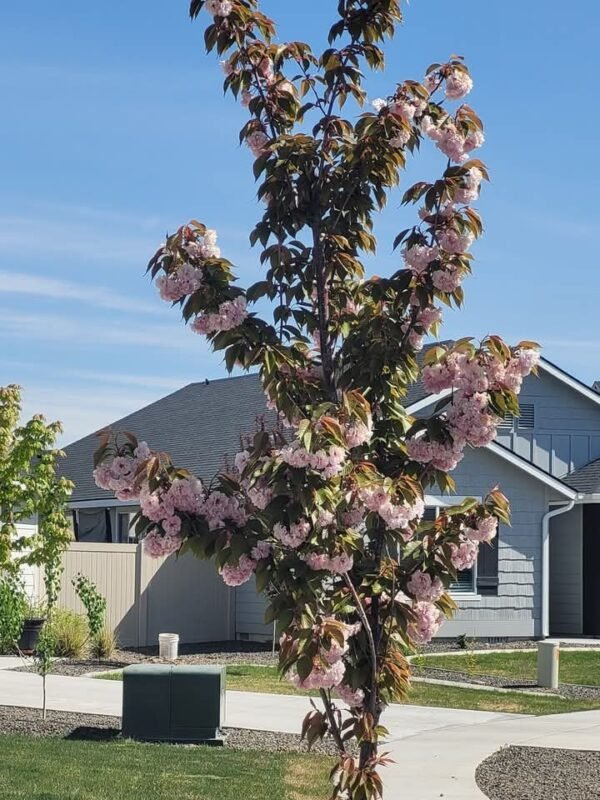 Cerezo Sakura Kanzan • Sakura Rosa + Envío seguro - Imagen 4