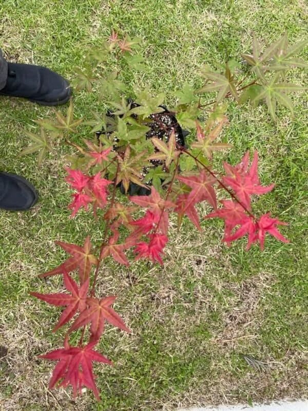 Maple Japonés Beni Maiko 80 cm - Imagen 2