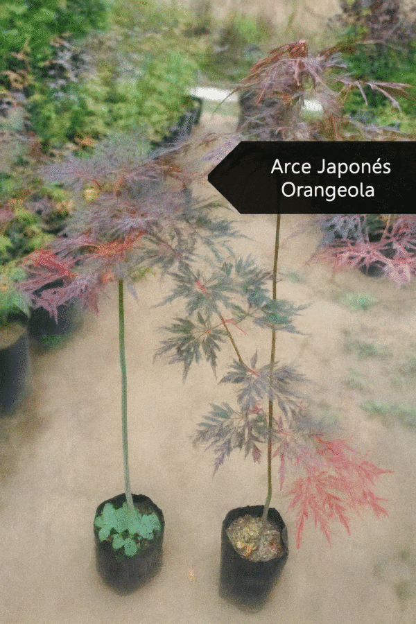 Japanese Maple Orangeola 80 cm ornamental laceleaf tree in nursery pot with orange-red foliage, premium plant sold by Plakarq Shop