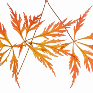 Maple Japonés Orangeola (Acer palmatum dissectum) con hojas finamente divididas en tonos rojos y naranjas, árbol ornamental premium de crecimiento llorón, ideal para jardines y terrazas