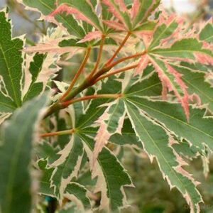 Maple Japonés Alpenweeis 30 cm