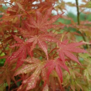 Maple Japonés Amber Ghost 30cm