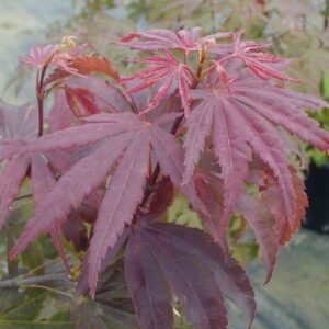 Maple Japonés Atroporpureum 30 cm