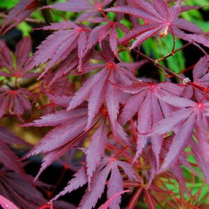 Maple Japonés Burgundy Lace 30 cm