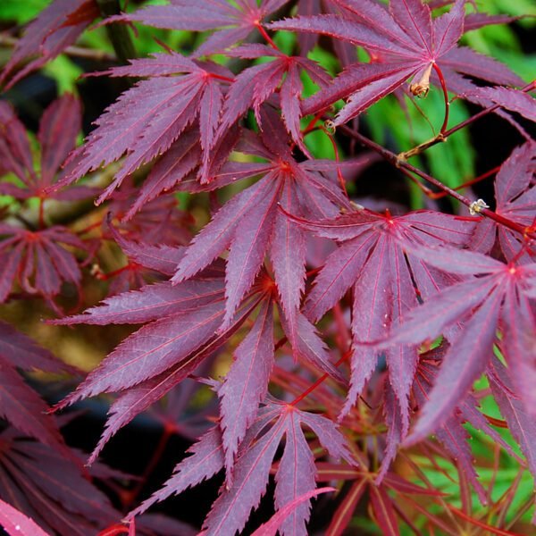 Maple Japonés Burgundy Lace 30 cm
