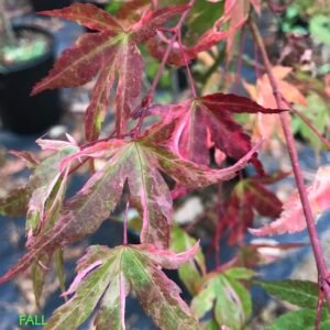 Maple Japonés Kazen Nishiki 30 cm