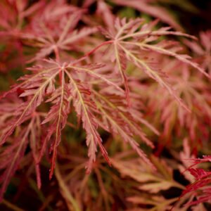 Maple Japonés Orangeola 30 cm