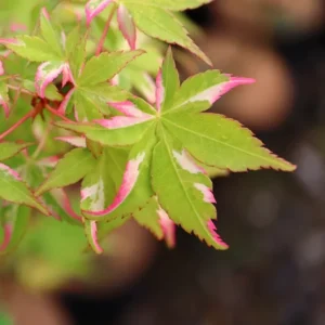Maple Japonés Oridono Nishiki 30 cm
