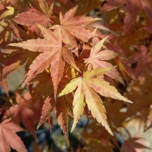 Maple Japonés Sango Kaku 30 cm