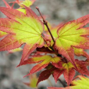 Maple Tsuma beni