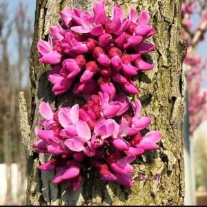 cercis canadiensis