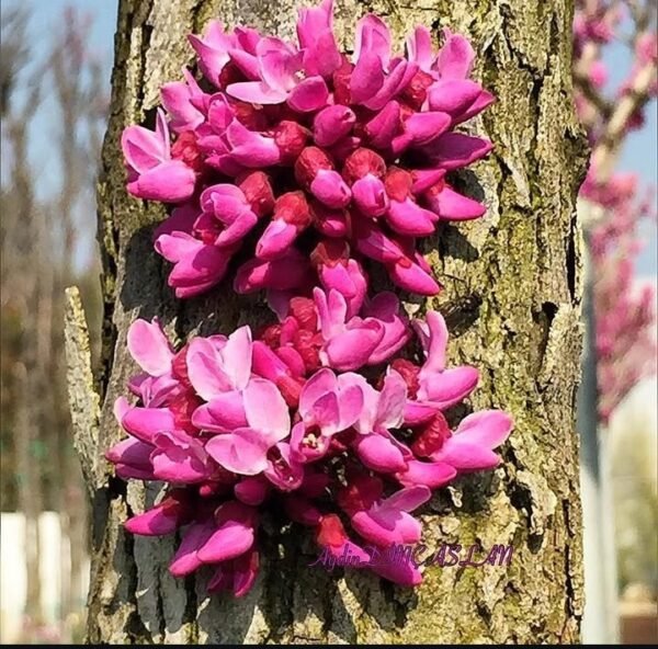 cercis canadiensis