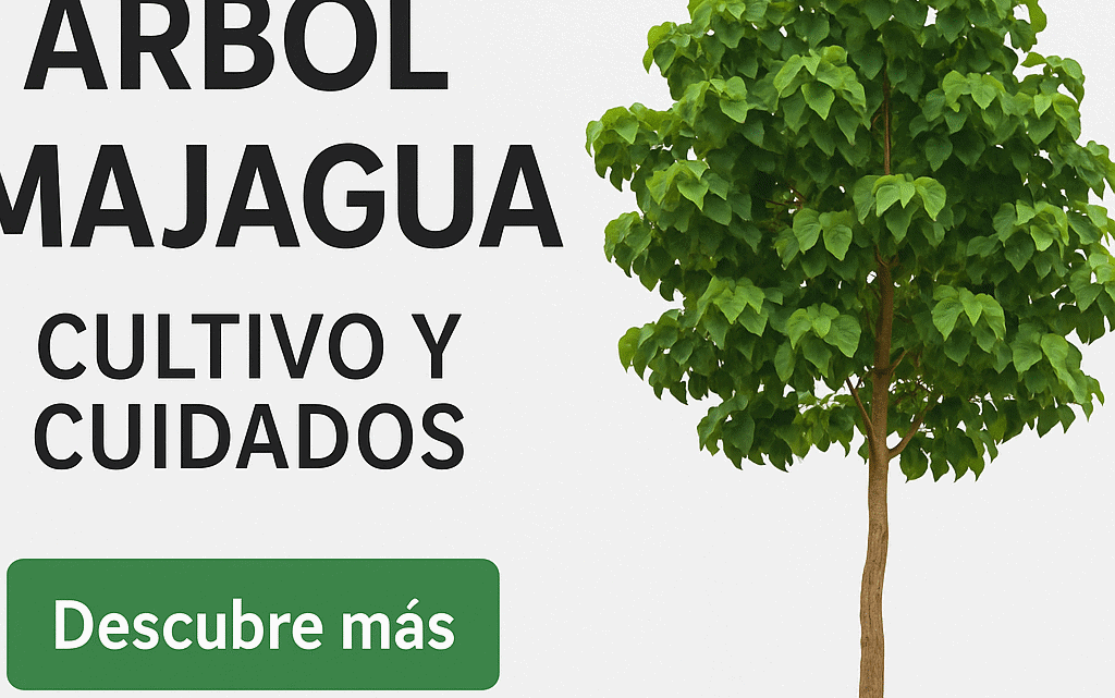 Árbol Majagua (Hibiscus tiliaceus) en maceta con fondo blanco – Plakarq Shop