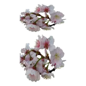 Cerezo Japonés Aretillo (Prunus roca) + Envío seguro