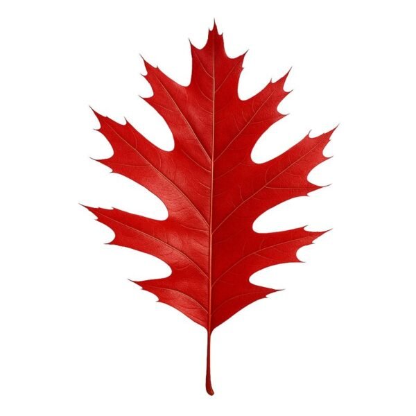 “Plántula de encino rojo (Quercus rubra) para recolección local en CDMX – Plakarq Shop