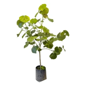 Árbol Majagua (Hibiscus tiliaceus) en maceta con fondo blanco – Plakarq Shop