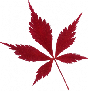 Hoja de Arce Japonés Burgundy Lace de color púrpura intenso sobre fondo blanco, mostrando su forma palmeada y bordes finamente dentados.