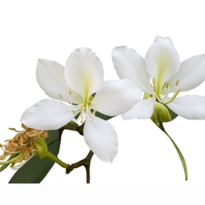 Árbol Pata de Vaca (Bauhinia variegata) de flor blanca, altura aproximada 80 cm, ejemplar ornamental ideal para jardines y banquetas, entrega disponible en CDMX