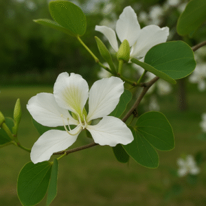Flor blanca de árbol Pata de Vaca (Bauhinia variegata) en primer plano, con hojas bilobuladas y fondo verde difuminado, ideal para paisajismo urbano