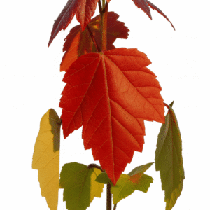 Árbol Maple Summer Red Arce Red summer en bolsa de vivero listo para envío a todo México – Plakarq Shop