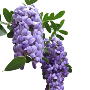 "Laurel de la Montaña Texana (Sophora secundiflora) con flores moradas aromáticas, ejemplar de 15 cm en bolsa de vivero para recolección en CDMX