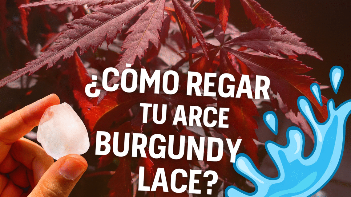 Fotografía de un Arce Japonés Burgundy Lace con hojas púrpura finamente divididas, en maceta negra sobre suelo natural, ideal para jardín ornamental.