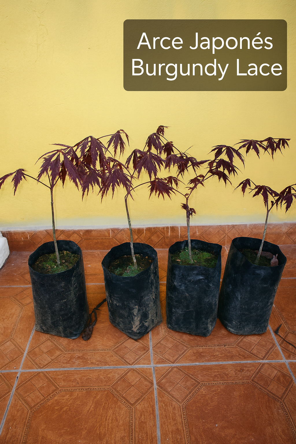 Ejemplar de Arce Japonés Burgundy Lace en maceta, con hojas púrpura intensas y finamente divididas, listo para envío nacional a domicilio.