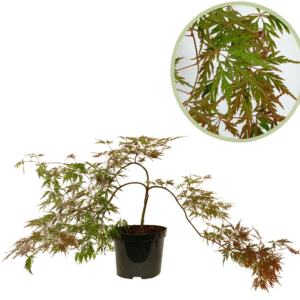 Japanese Maple Orangeola 80 cm ornamental laceleaf tree in nursery pot with orange-red foliage, premium plant sold by Plakarq Shop