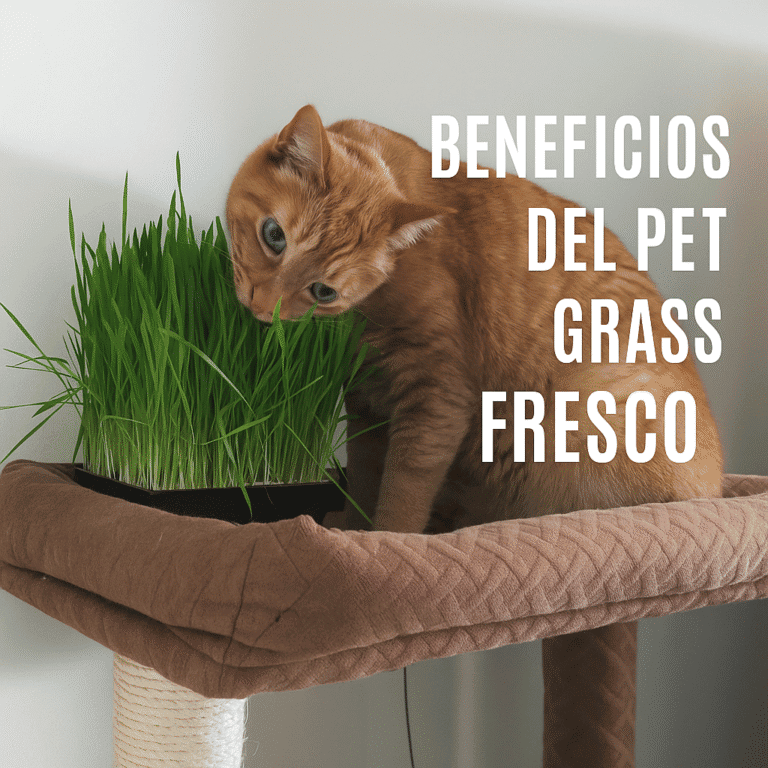Gato naranja comiendo PetGrass natural en maceta pequeña, con luz cálida y fondo suave. Imagen con texto: ‘PetGrass Natural – Bienestar verde para tus mascotas